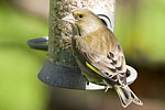 Greenfinch