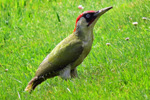 Green Woodpecker