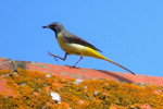 Grey Wagtail