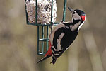 Great Spotted Woodpecker