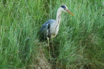 Grey Heron