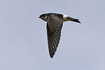 House Martin