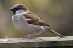 House Sparrow