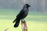 Jackdaw