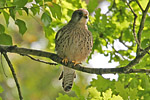 Kestrel