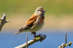 Linnet