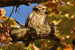 Little Owl