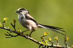 Long-tailed Tit