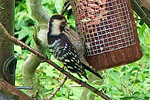 Lesser Spotted Woodpecker