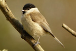 Marsh Tit