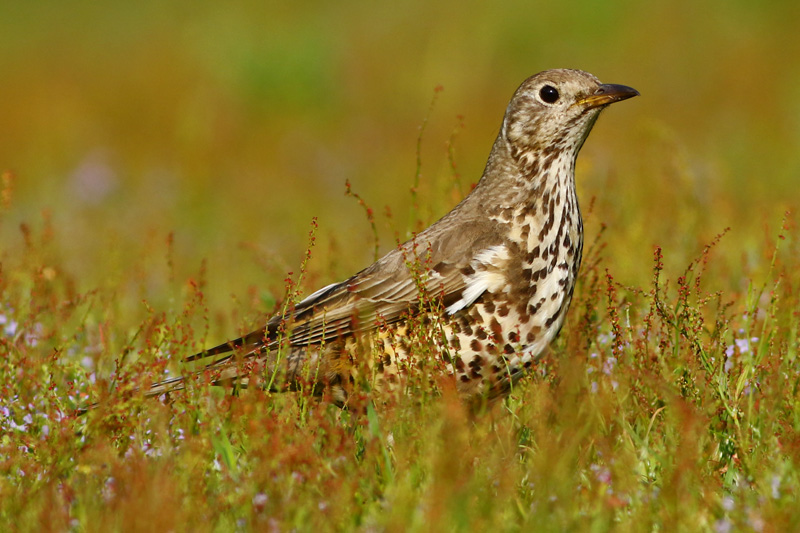 Feathers - Garden A-Z Bird ID Guide