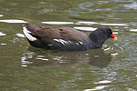 Moorhen