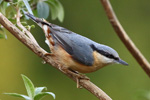 Nuthatch