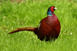 Pheasant