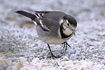 Pied Wagtail