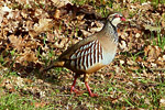 Red-legged Partridge