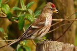 Redpoll