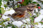 Redwing