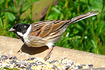 Reed Bunting