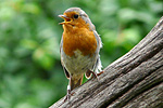 Robin