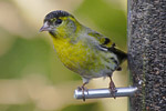 Siskin