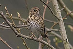 Song Thrush