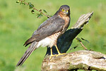 Sparrowhawk