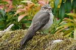 Spotted Flycatcher