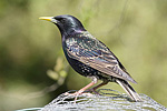 Starling