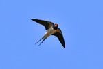 Barn Swallow