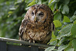 Tawny Owl