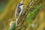 Treecreeper