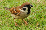 Tree Sparrow