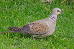 Turtle Dove