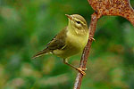 Willow Warbler