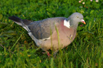 Wood Pigeon