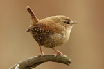 Wren