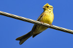 Yellowhammer