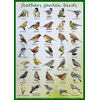British Garden Birds ID Poster