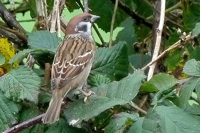 Tree Sparrow in Salehurst, East Sussex