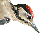 Great Spotted Woodpecker